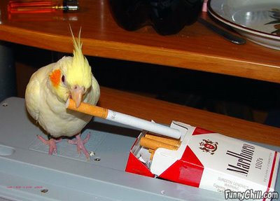 bird-taking-a-smoke